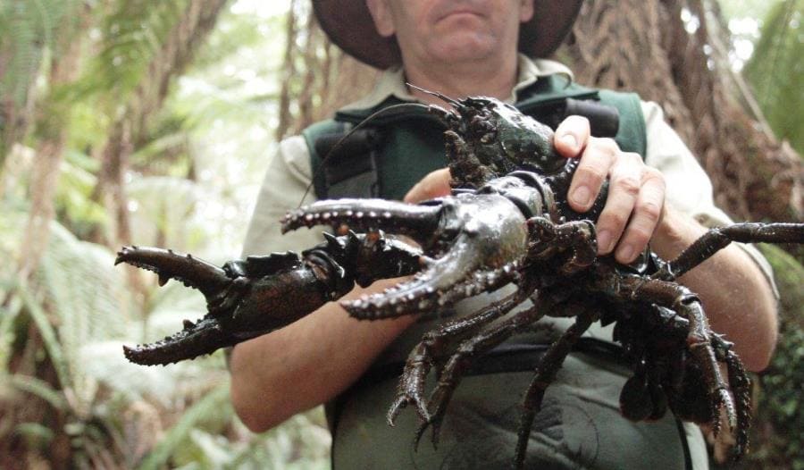 Удивительные тайны Astacopsis gouldi - тасманийский речной гигант Удивительные тайны Astacopsis gouldi - тасманийский речной гигант