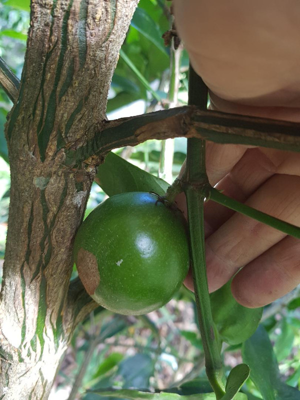 AAA RUSSELL SWEET FRUIT