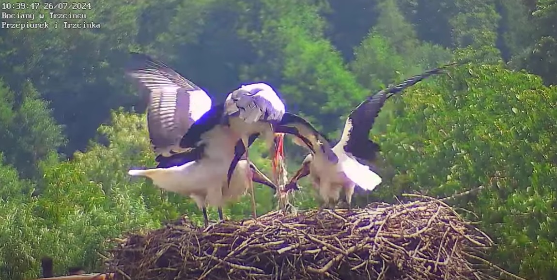 czytowodaczytosznurek