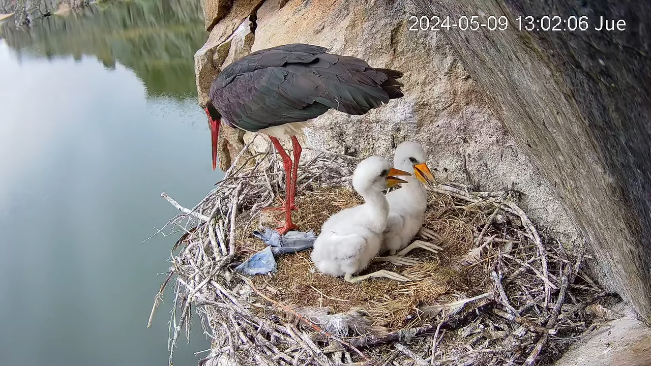 Cigüeña Negra en Tajo Internacional 7-24-15 screenshot