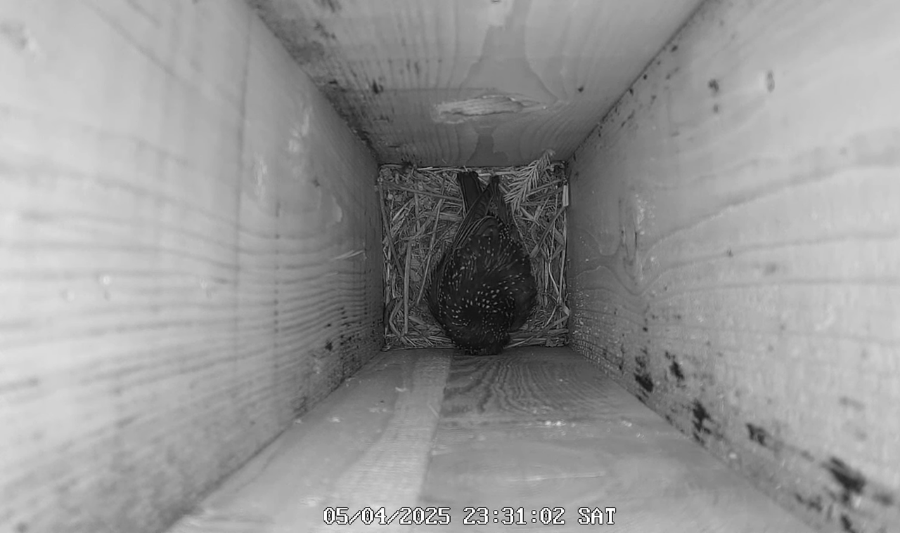 (8) Mājas strazds 2025 Tiešraide - YouTube - 653_22