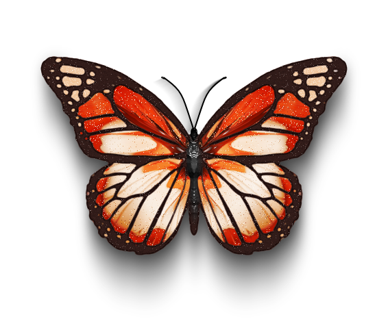 butterfly-4.png