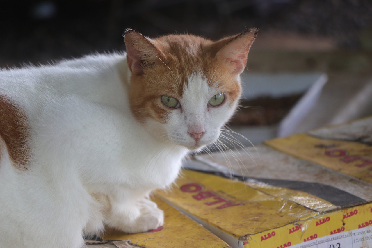 donaciones para refugio de gatos