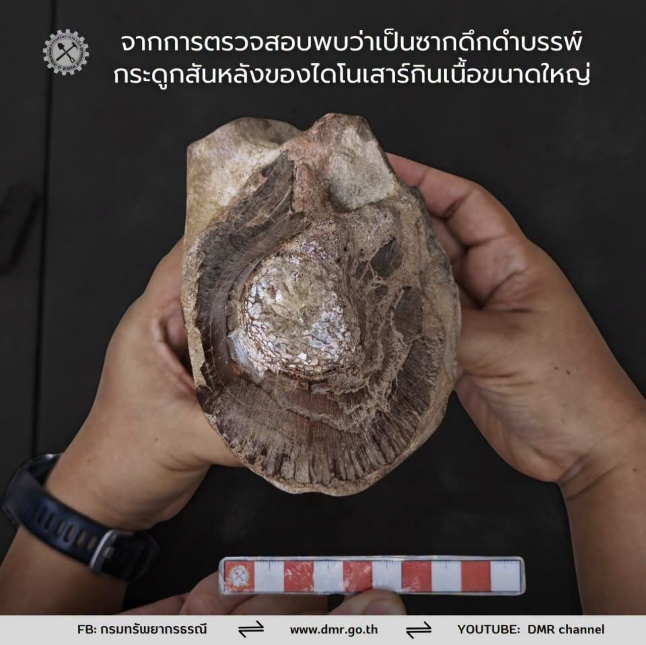 ฮือฮา! พบกระดูกไดโนเสาร์กินเนื้อยักษ์อายุ 130 ล้านปี กลางป่าภูผาด่าง