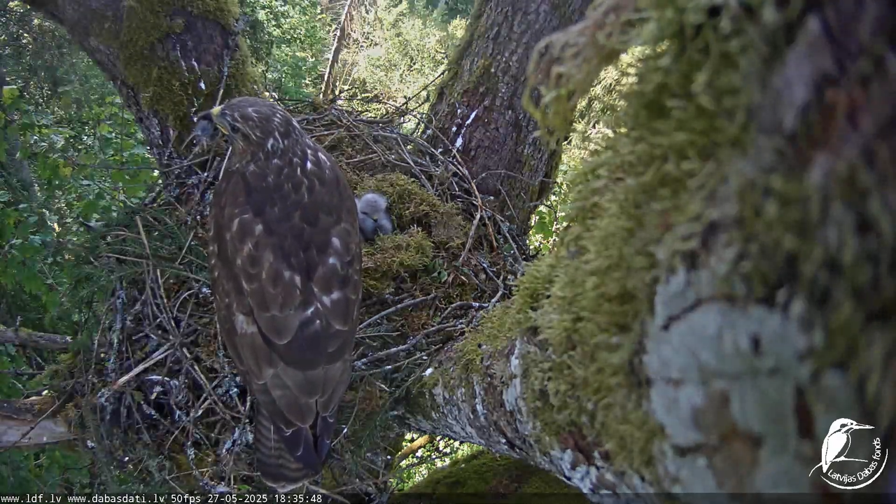 Melnās klijas (Milvus migrans) Kurzemē_ peļu klijāni (Buteo buteo) 13-48-3 screenshot
