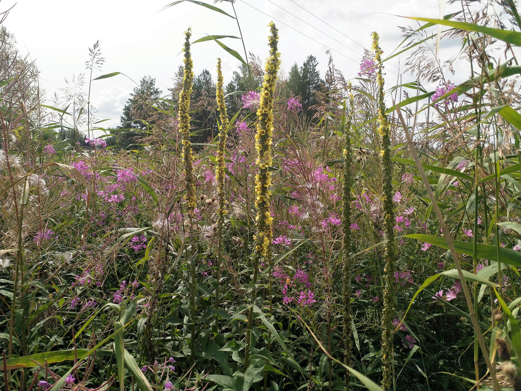 IMG_20190809_135527 (2)