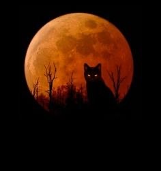 Fall-Moon-Cat
