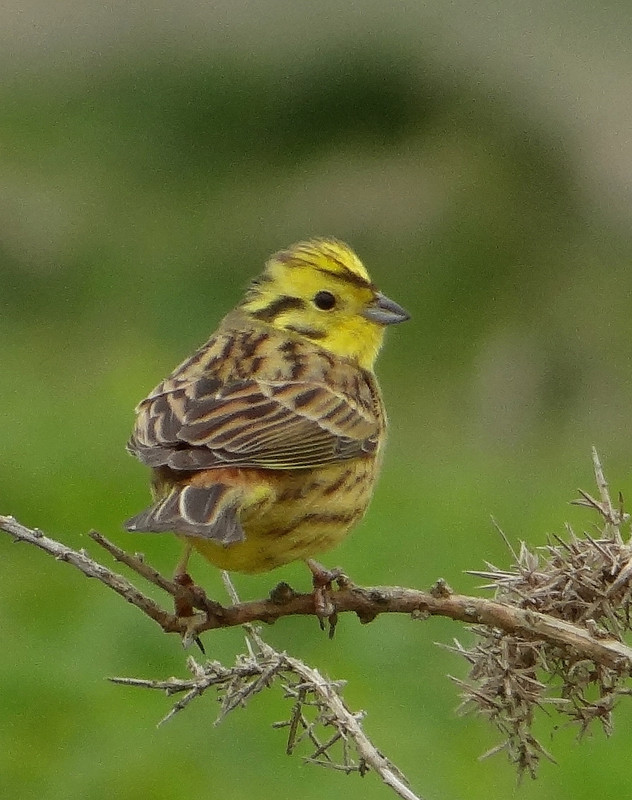 YELLOWHAMMER 22 220424