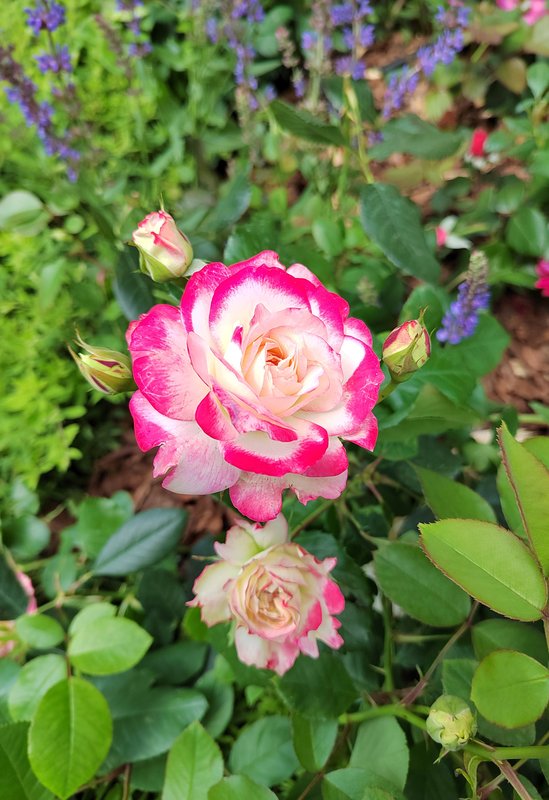 https://i.postimg.cc/XYX1dDtd/33-IMG-20250610-121726.jpg