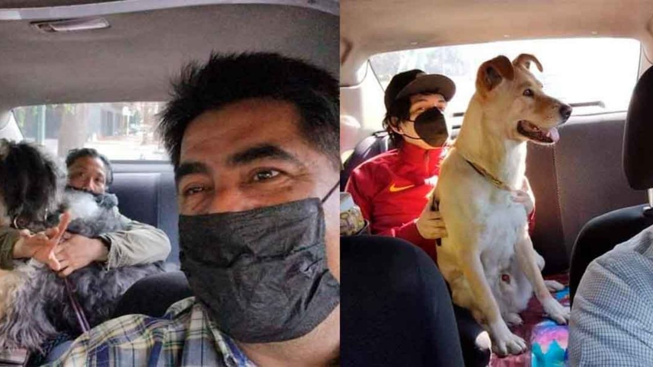 Taxista pet friendly, se hace viral por dar servicio con mascotas