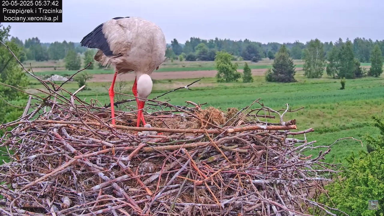 20052025bociany3