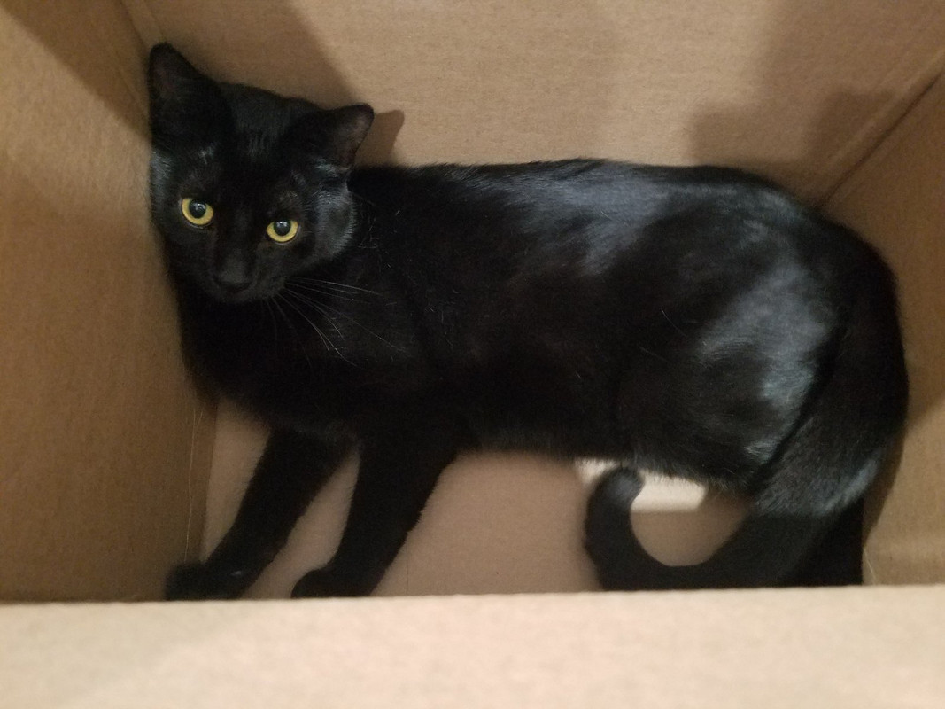 black cat in cardboard box