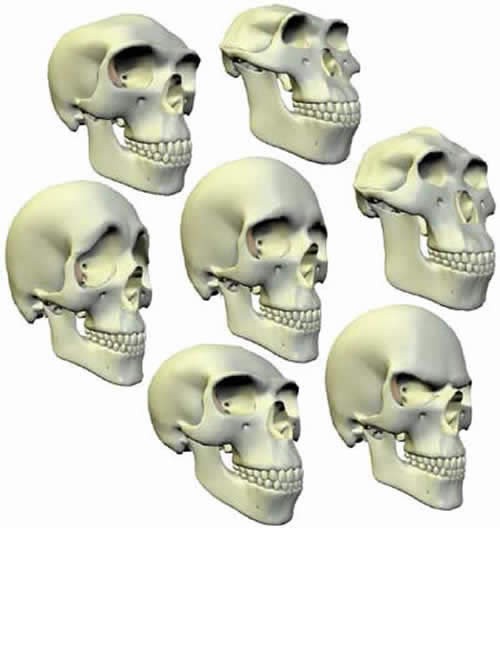 morphing skull large