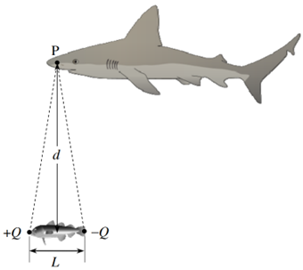 Đề thi HSG Vật lý 12 mới nhất theo hướng ứng dụng thực tế - Mô hình điện trường tại điểm $P$ vuông góc trục lưỡng cực