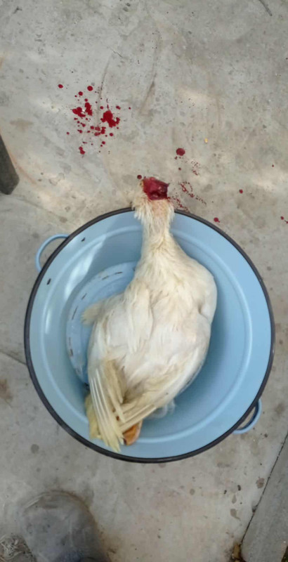 558010664_1513004230125213_1392315480474078472_n