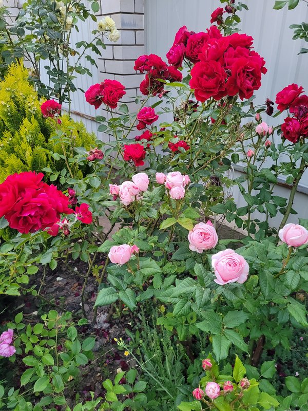 Nahema&Симпати