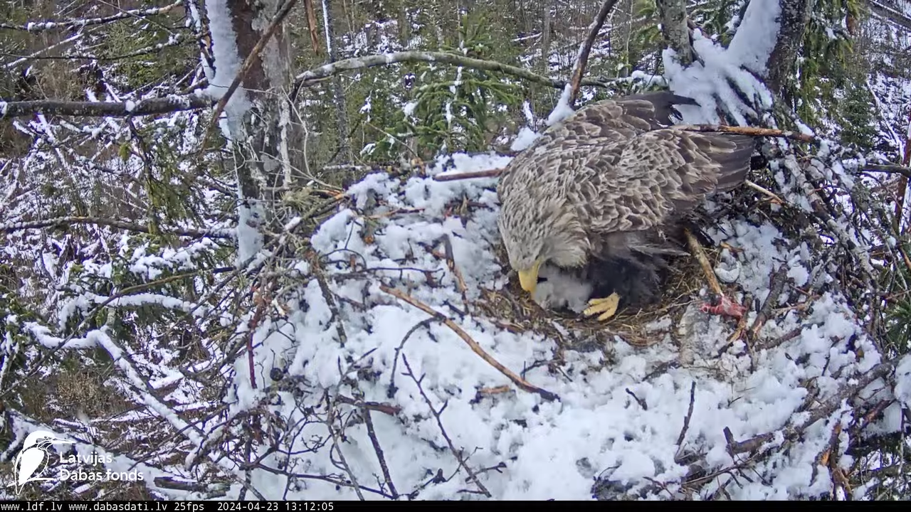 Jūras ērgļi (Haliaeetus albicilla) Ķemeru nacionālais parks - LDF tiešraide 14-39-44 screenshot