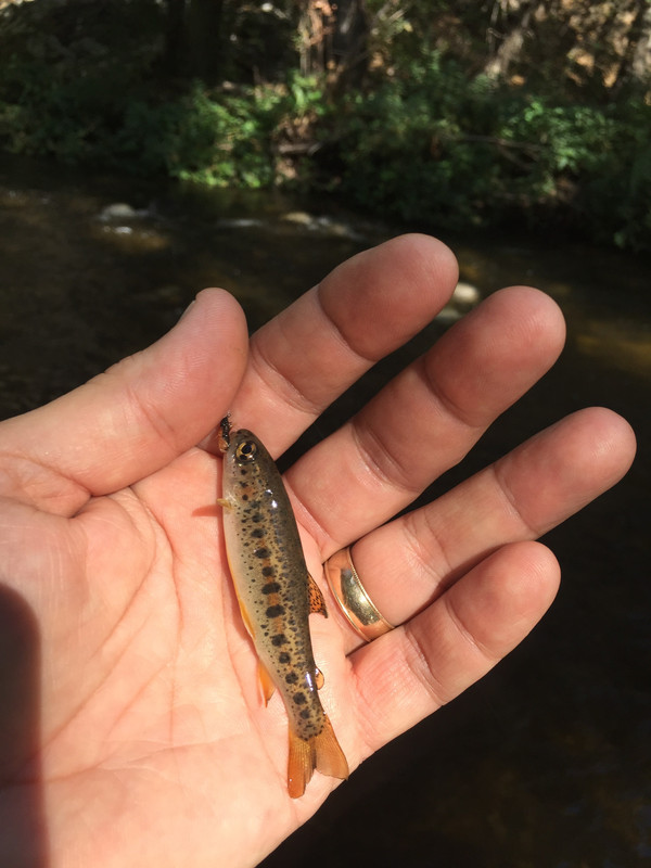 West Fork San Gabriel river above LA. The North American Fly Fishing
