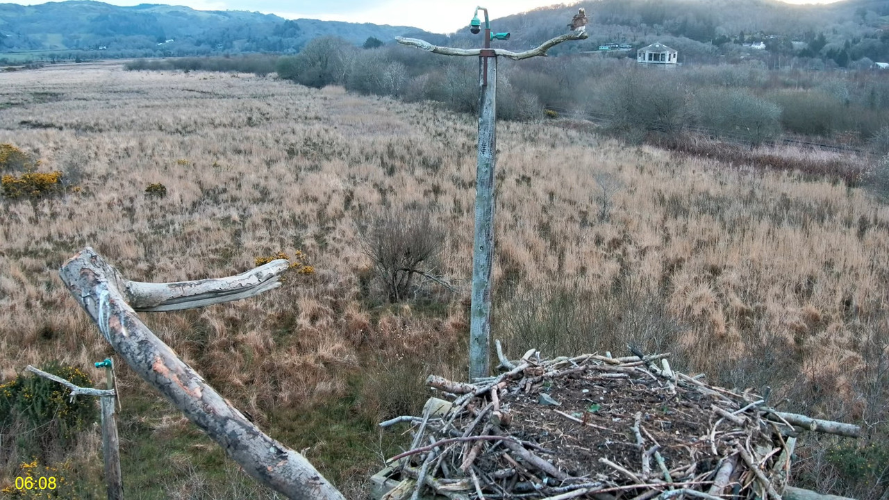 🦅 Dyfi Osprey projekts (VELSA)_ 2025. gada TIEŠRAIDE 4K kvalitātē 🦅 5-42-9 screenshot