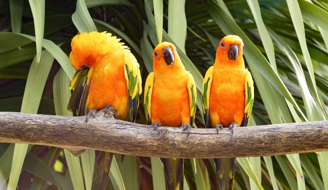 How to Stop Conures Biting