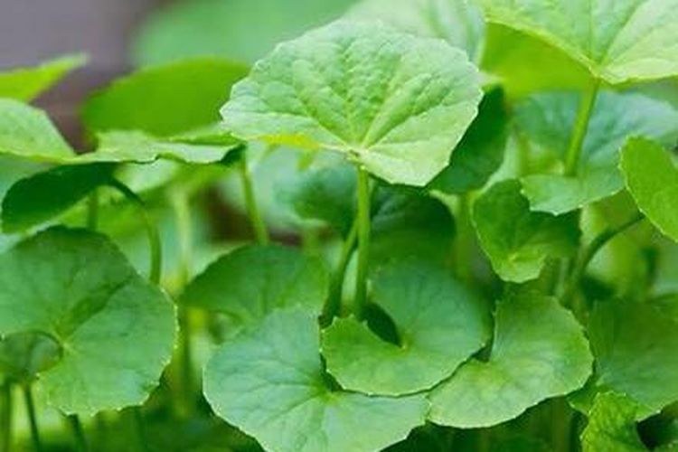 Daun pegagan