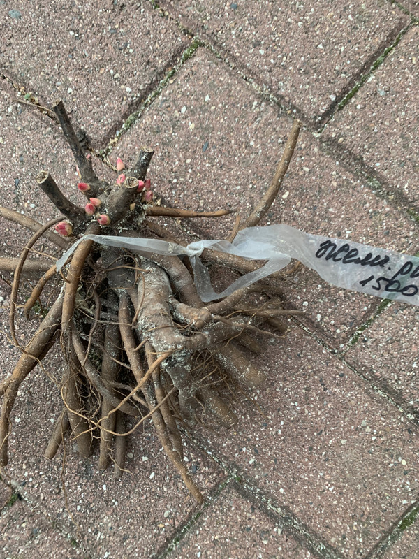 BE6575DA-742C-43B9-8018-AE1F1EE92986