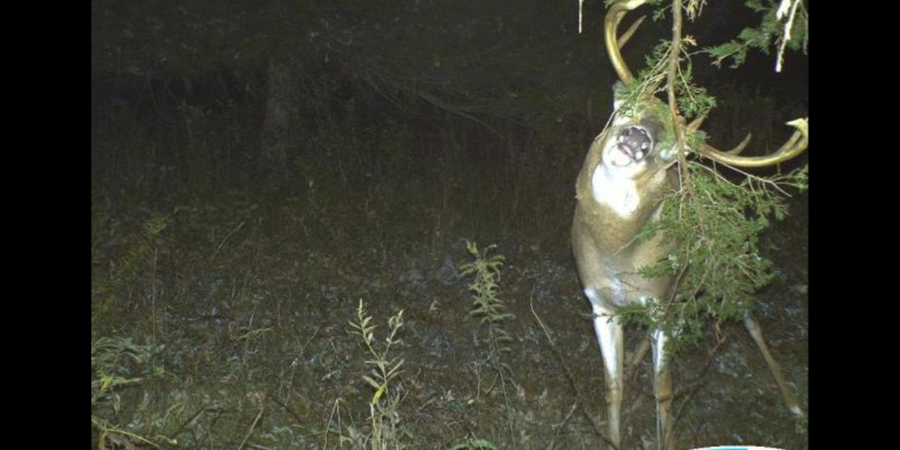 Screenshot_20191203-120806