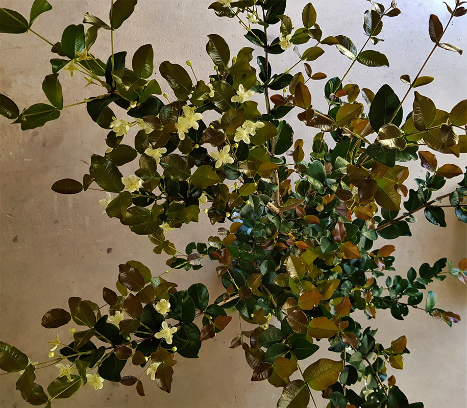 Eugenia Itaghuensis 1