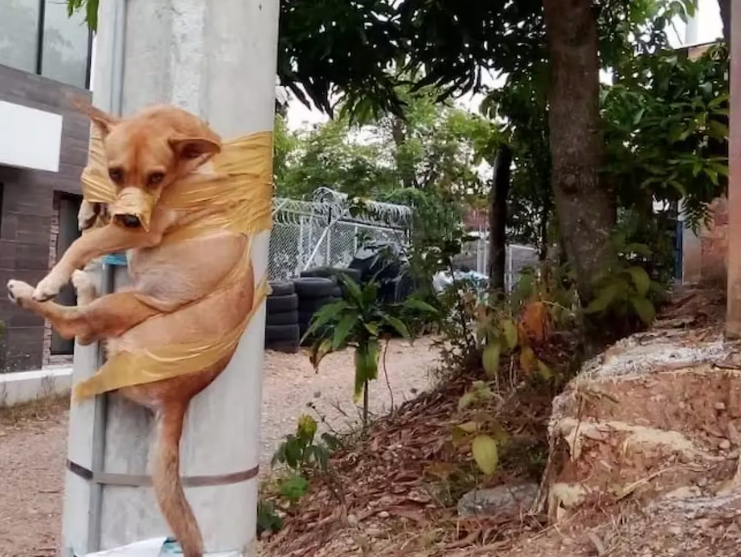 Sujeto amarró a ‘Doky’ a un poste de luz por hacer sus necesidades frente a su casa