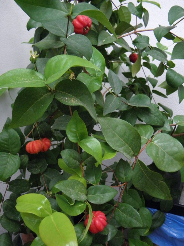uniflora