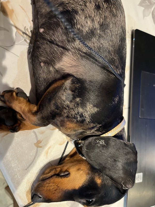 [Image: F0-DFADCF-E997-46-D6-A223-ACD30-C3-D161-E.jpg]