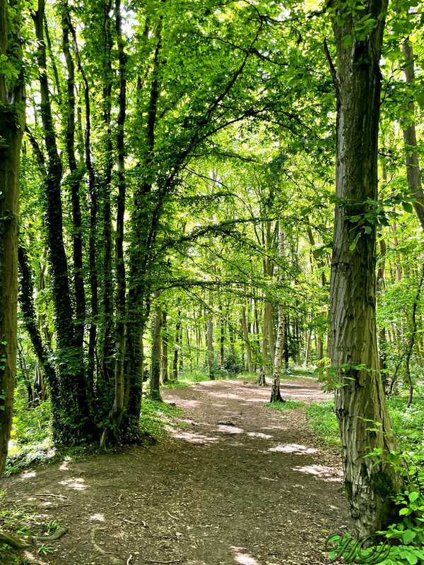 Woods-May-HD.jpg