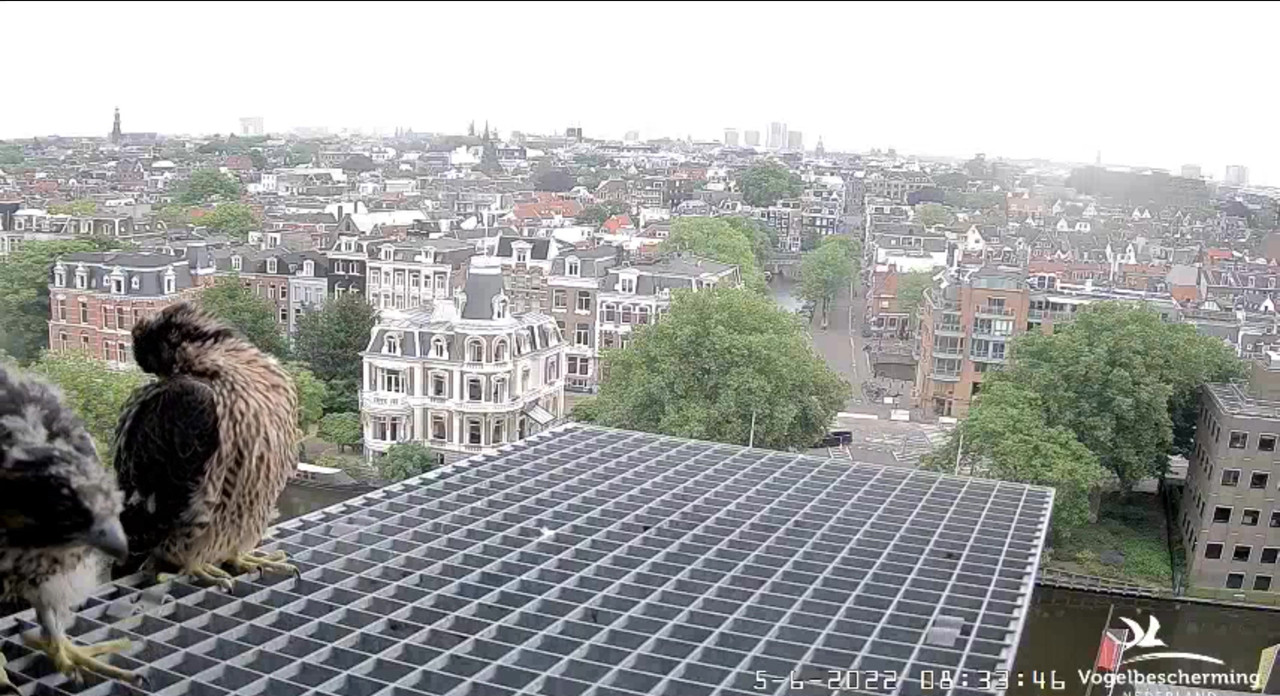 Amsterdam/Rijksmuseum screenshots © Beleef de Lente/Vogelbescherming Nederland - Pagina 18 Video-2022-06-05-083444-Moment-3