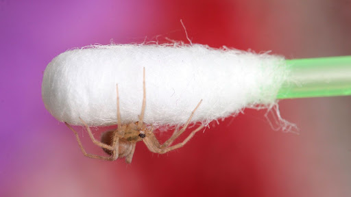 Un pequeño dolor de oído, resultó ser una araña viva