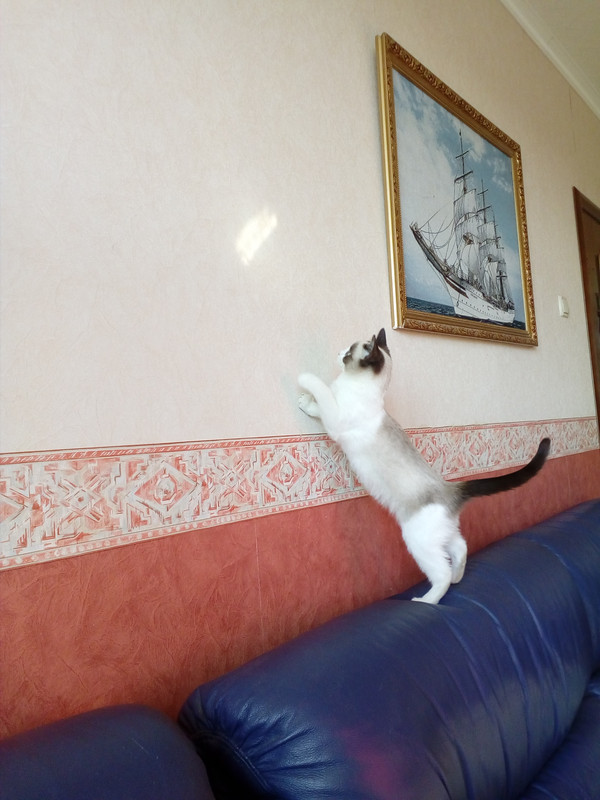 IMG_20181022_122319_1CS