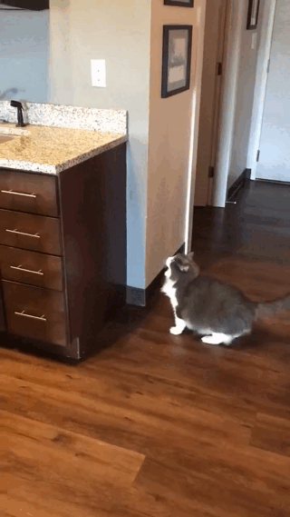 Cats-04.gif