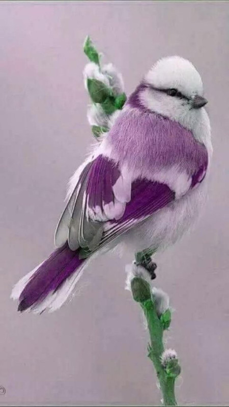 purple-bird6.jpg