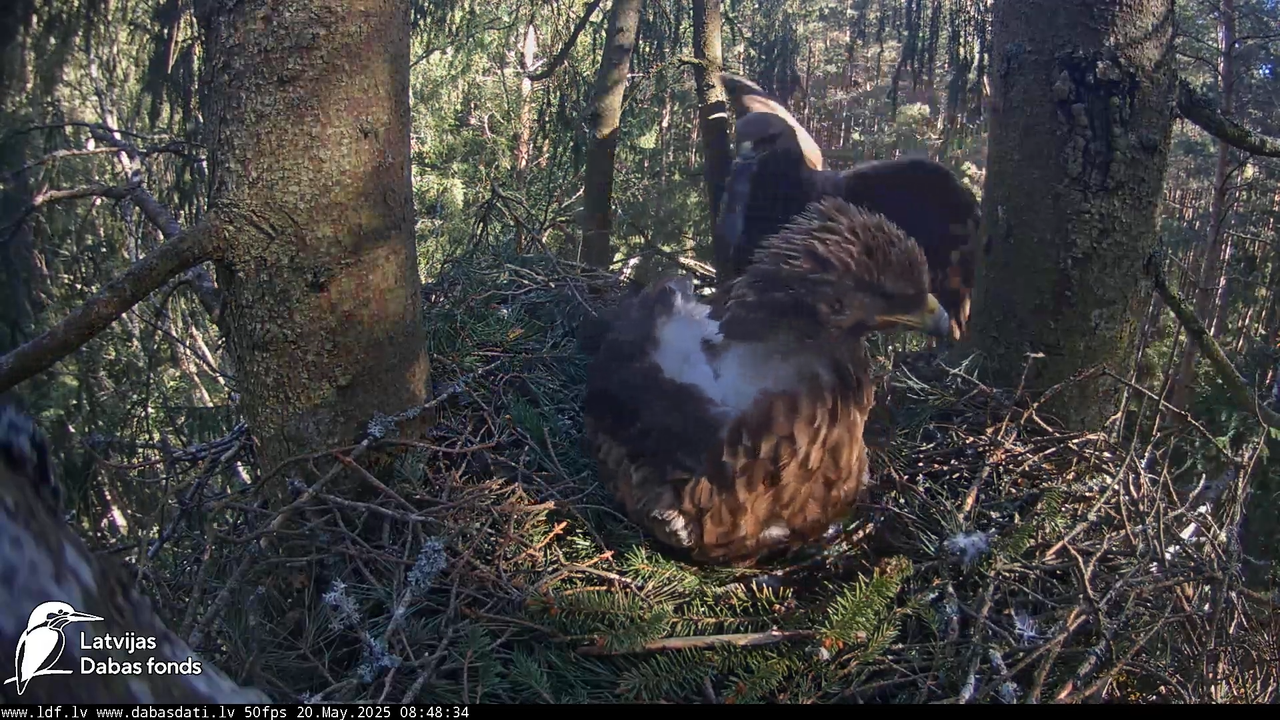 Mazais ērglis (Clanga pomarina), ligzda eglē __ Lesser spotted eagle in spruce, Zemgale, Latvia 6-56
