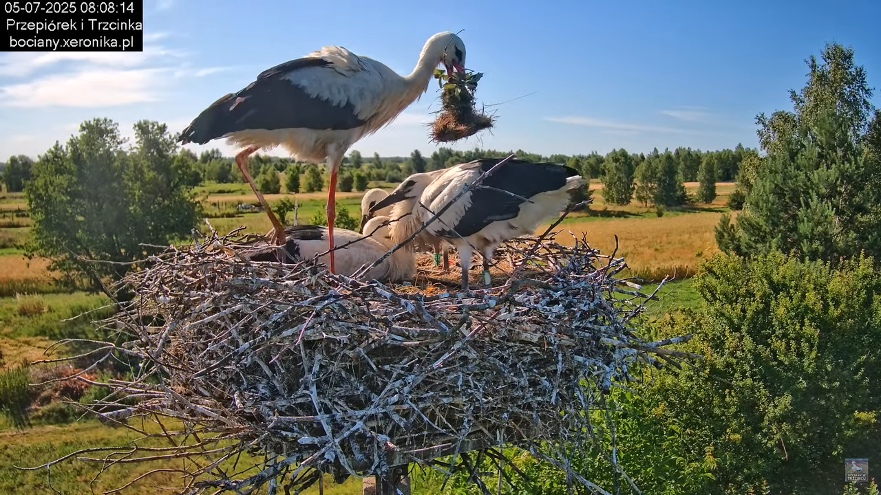 05072025bociany24