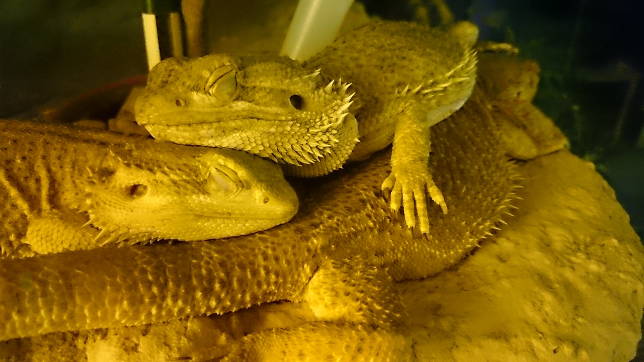 Agamen beim schlafen (2)