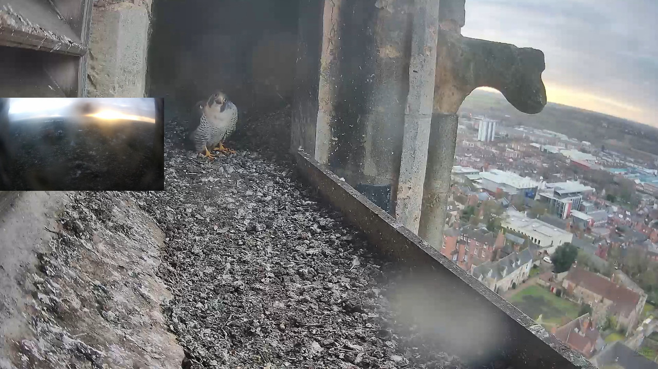 Lincoln Peregrines 2023-02-26-110516