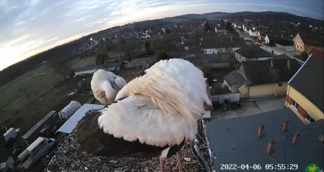 2022-04-06_055614csak ők vannak itthon