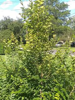 IMG_20190621_171733140