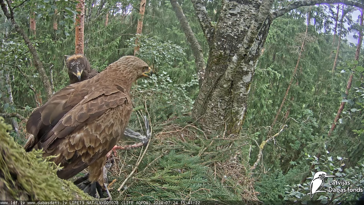 Mazais ērglis (Clanga pomarina), ligzda bērzā - LDF tiešraide 16-12-59 screenshot