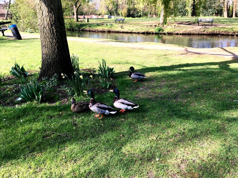 Ducks-Park-Spring-HD.jpg