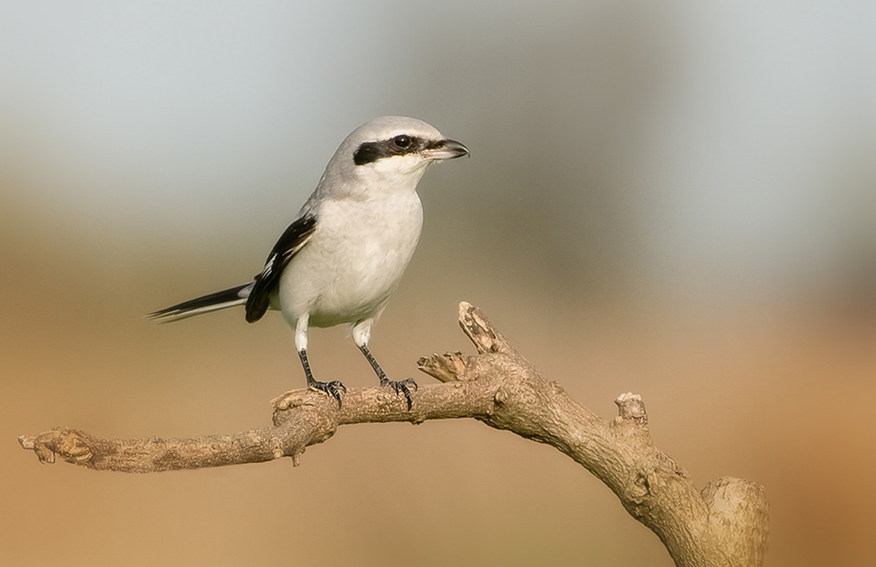 De Klapekster, een prachtige wintergast op de grote stille heide.