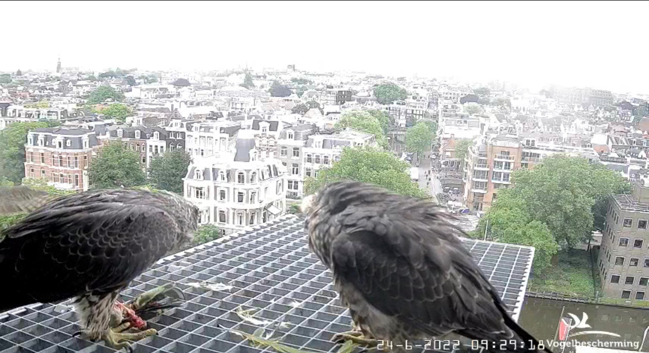 Amsterdam/Rijksmuseum screenshots © Beleef de Lente/Vogelbescherming Nederland - Pagina 32 Video-2022-06-24-093834-Moment-3