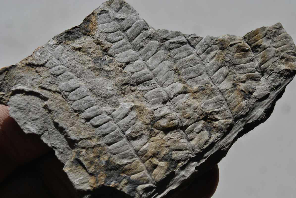 Ayuda a identificación de helecho fosil. DSC-lillo-2
