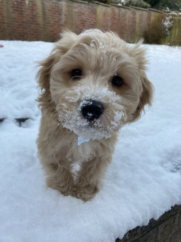 Cockapoo pulling on lead 2025