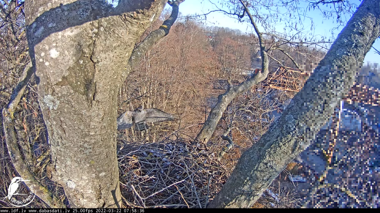 LDF Vistu vanags tiešraide 9-38-22 screenshot (1)